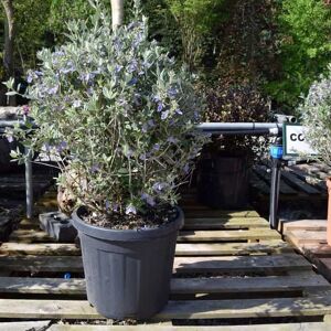 Teucrium fruticans 40-50 cm